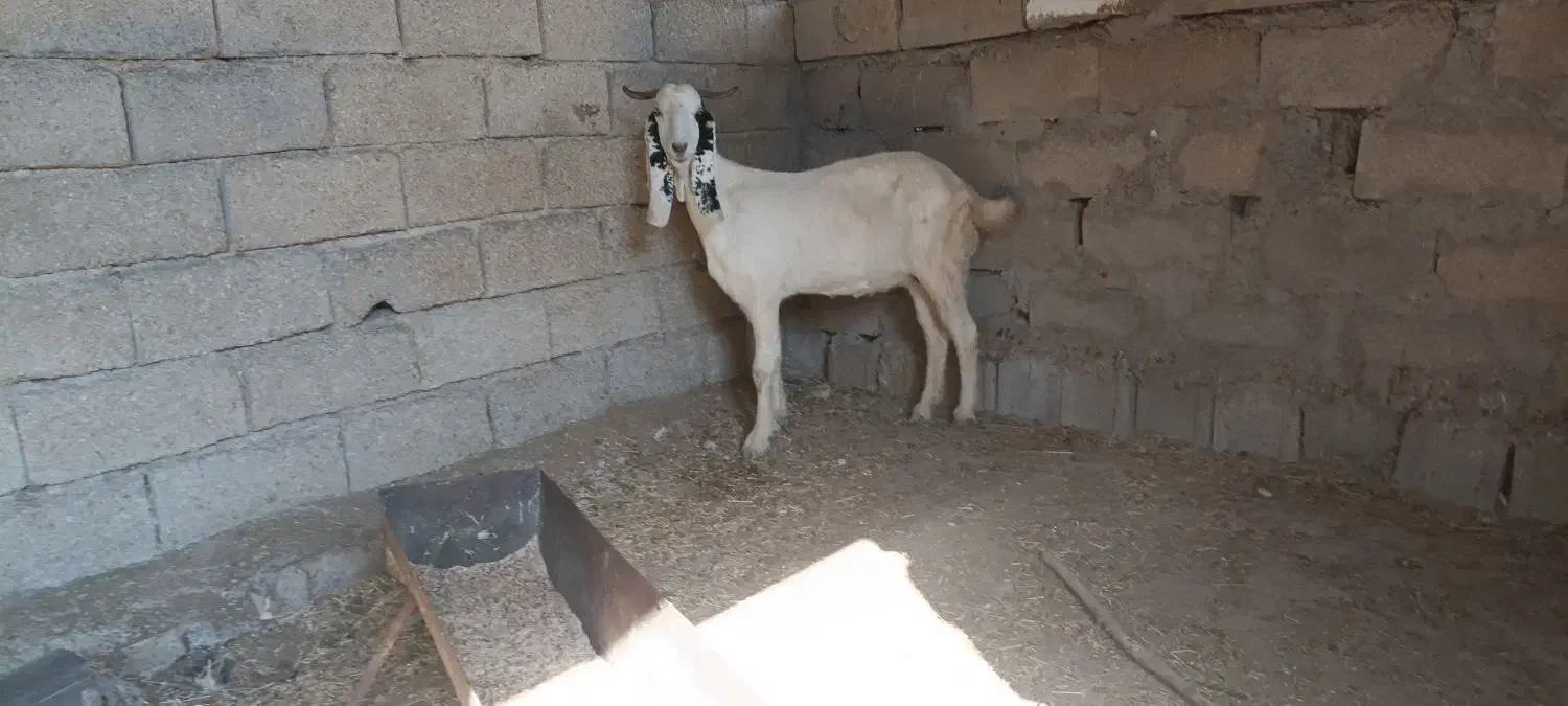 بز افغانی ابستن|حیوانات مزرعه|بندر امام خمینی, |دیوار