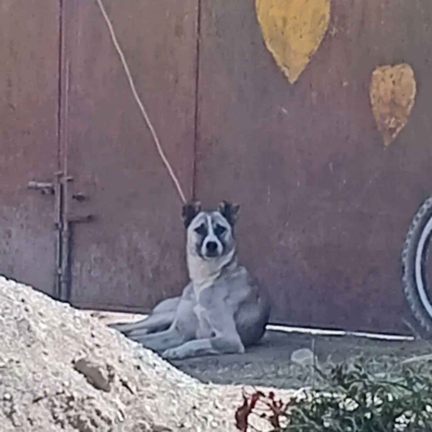 سگ سرابی|سگ|سلماس, |دیوار