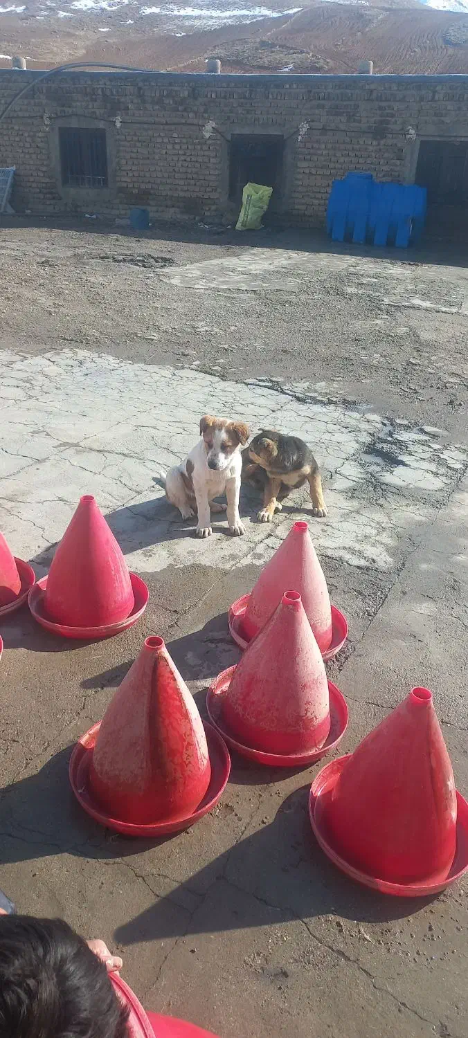 توله سرابی|سگ|کرمانشاه, |دیوار