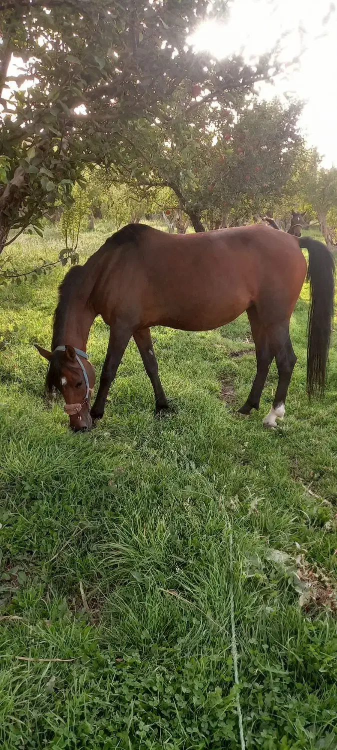 اسب مادیان ۵ساله  نژاد کرد|اسب و تجهیزات اسب‌سواری|زنجان, |دیوار