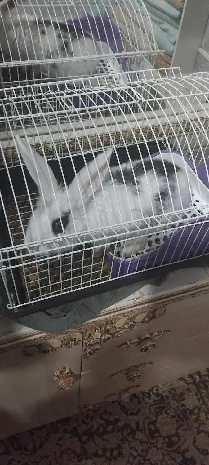 خرگوش ۷ ماهه|موش و خرگوش|قرچک, میرزائی جنوبی|دیوار