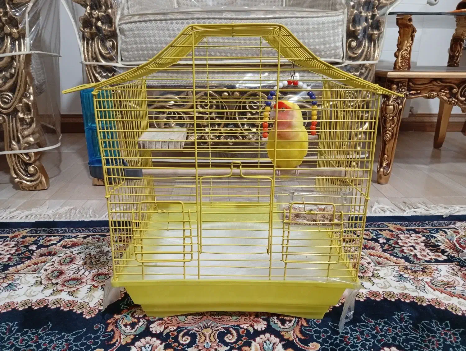 کوتوله برزیلی|پرنده|الوند, |دیوار