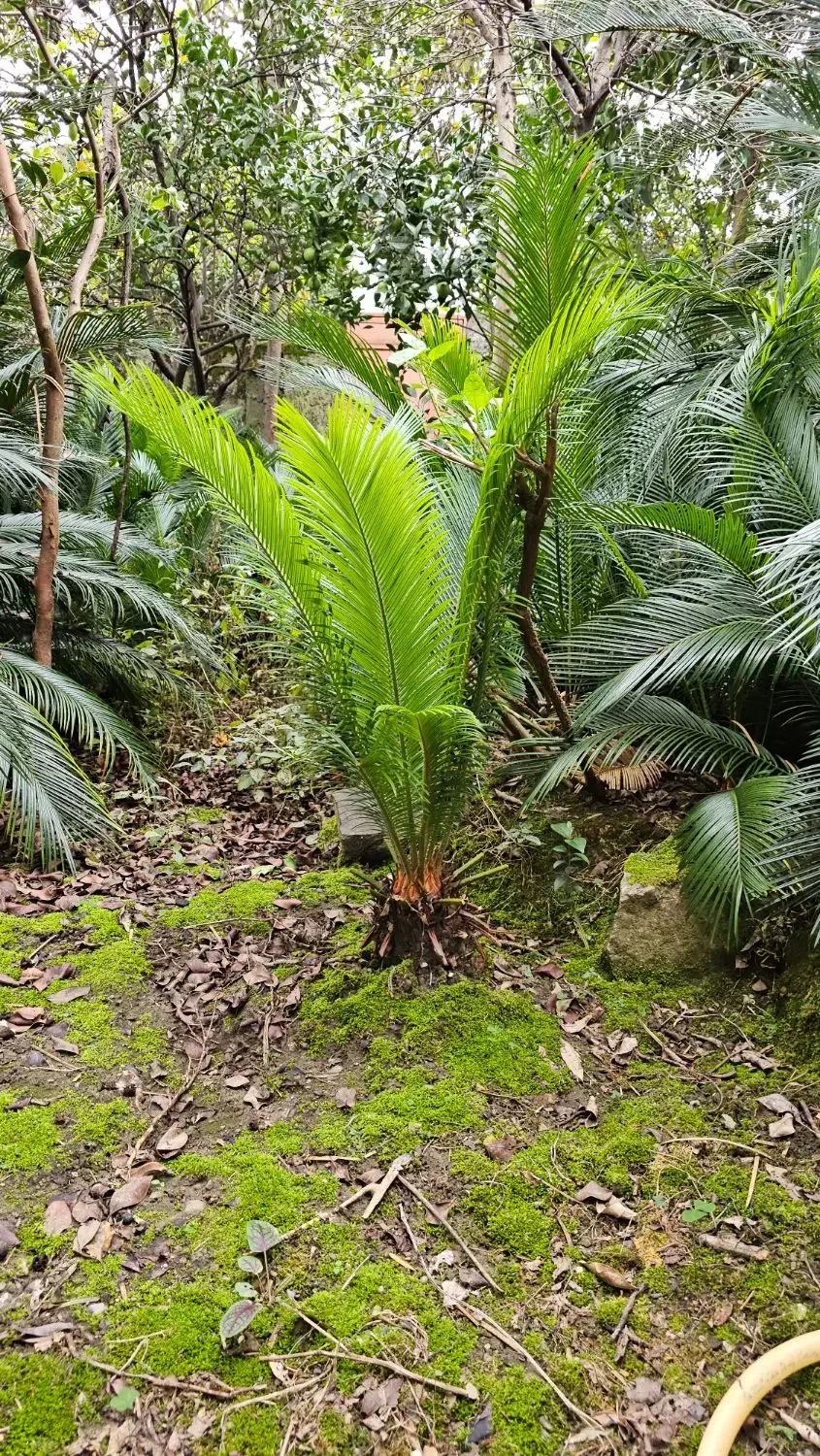 فروش سیکاس رامسر|گل و گیاه طبیعی|رامسر, |دیوار