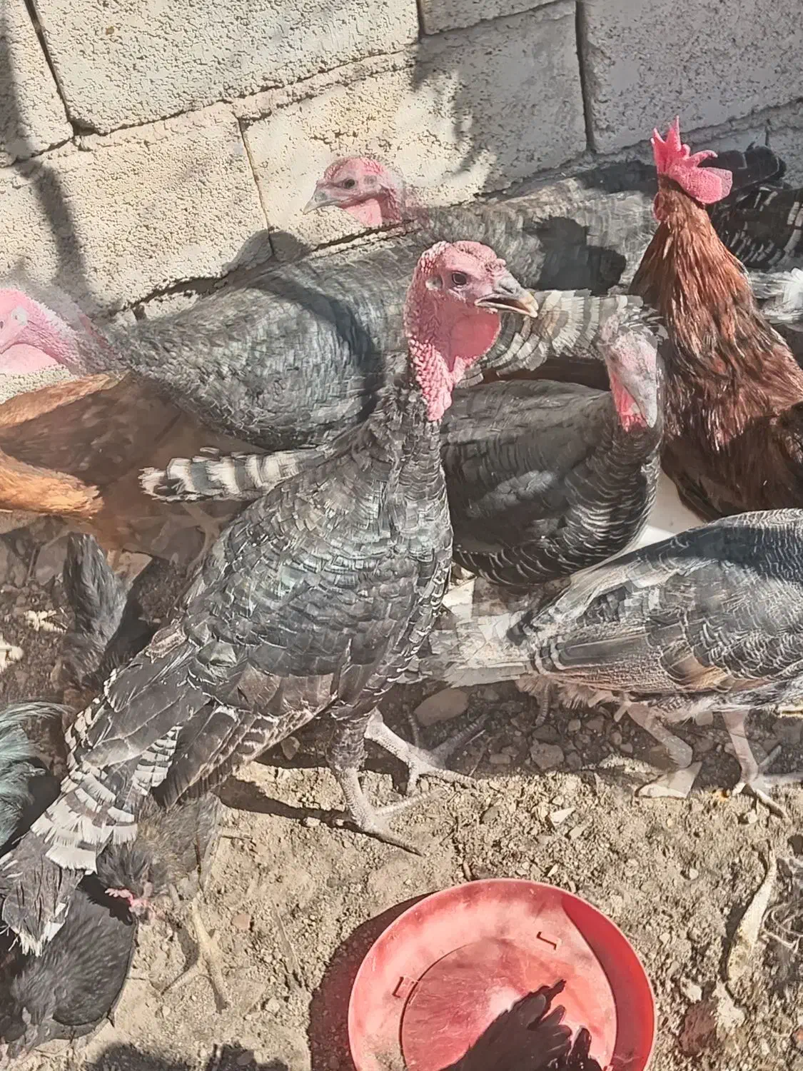 بوقلمون 6 عدد بزرگ دو عدد نیمچه|حیوانات مزرعه|چاهک, |دیوار