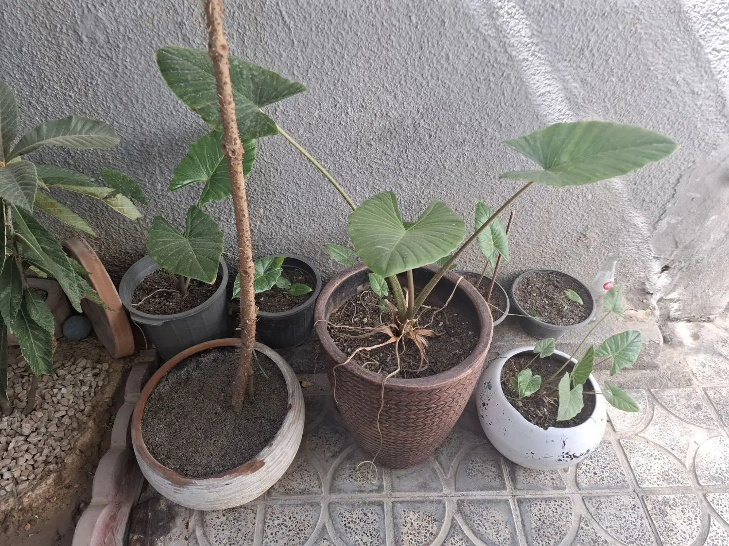 بابا ادم|گل و گیاه طبیعی|شیراز, بالا کفت|دیوار