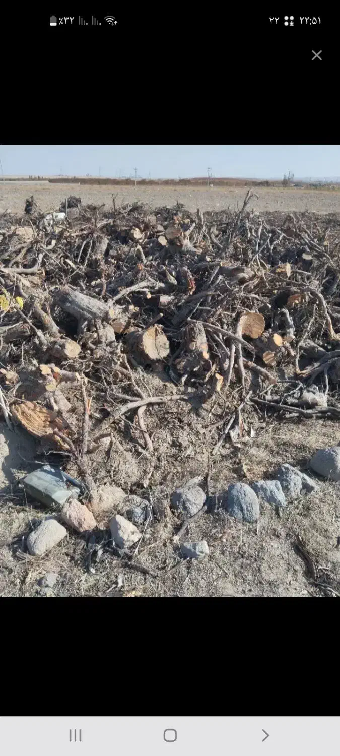 خریدانواع چوپ خریداریم|خدمات باغبانی و درختکاری|مشگین شهر, |دیوار