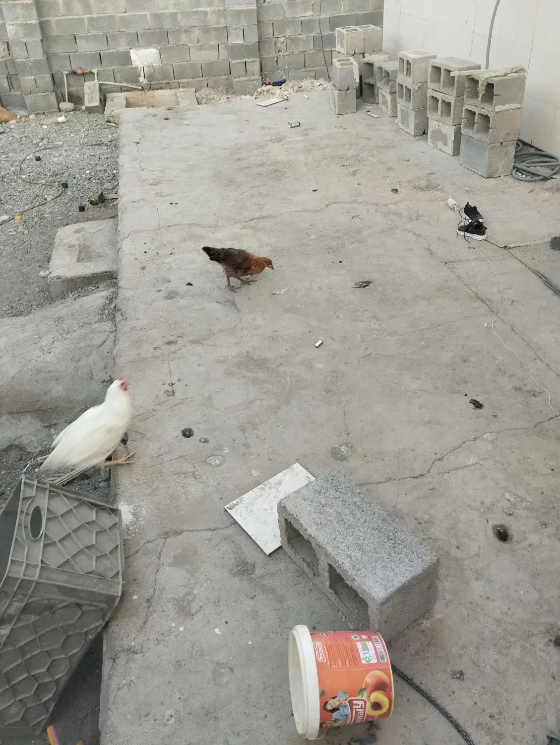 مرغ|حیوانات مزرعه|میناب, |دیوار