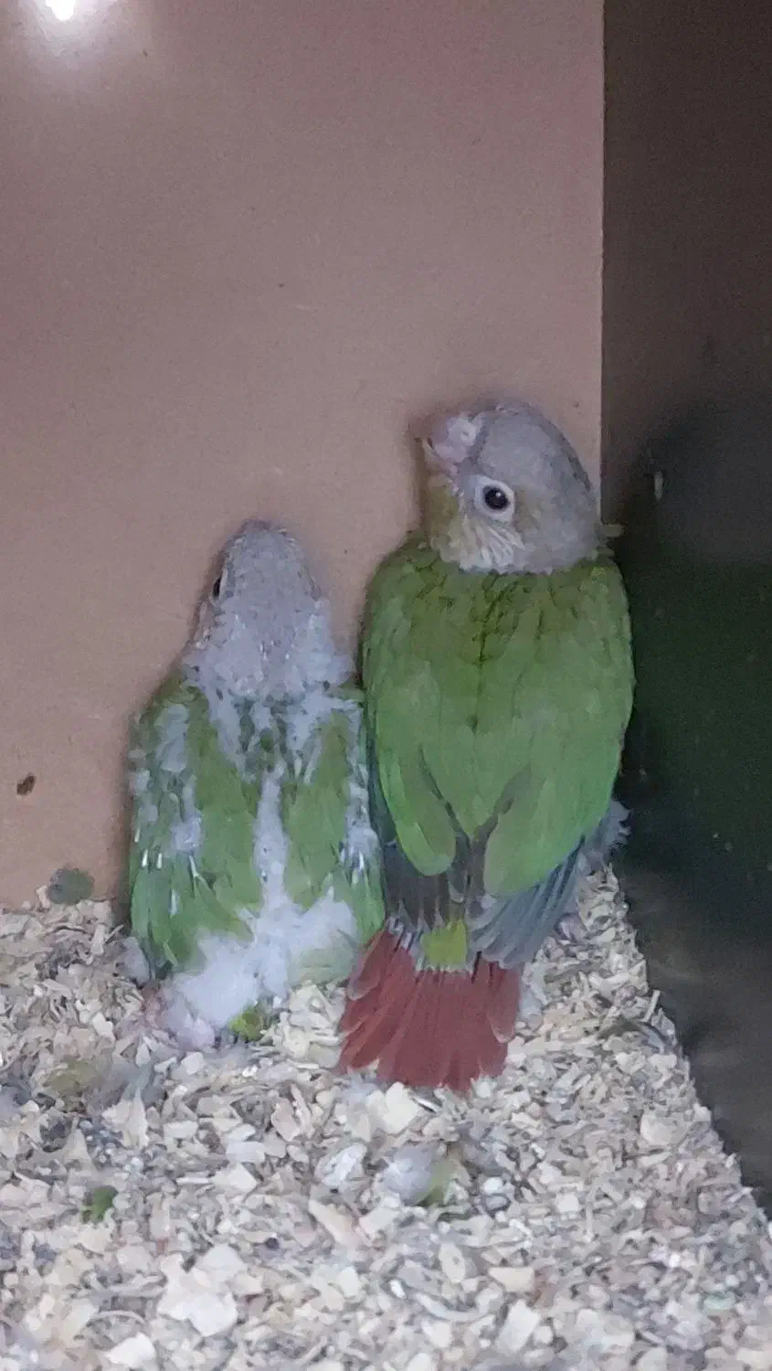 جفت گرینچیک و کوتوله مولد|پرنده|چابهار, |دیوار