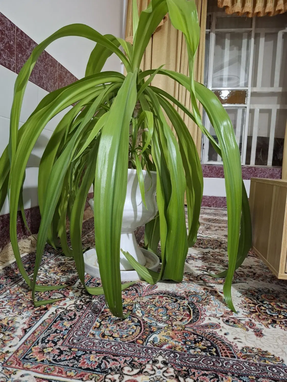 گل ذرتی|گل و گیاه طبیعی|مرودشت, استادیوم‎|دیوار