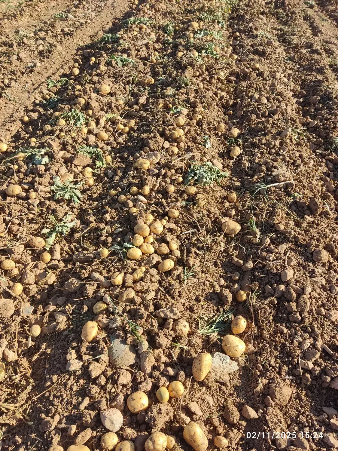 سیب زمینی کلمبا|خوردنی و آشامیدنی|داران, |دیوار