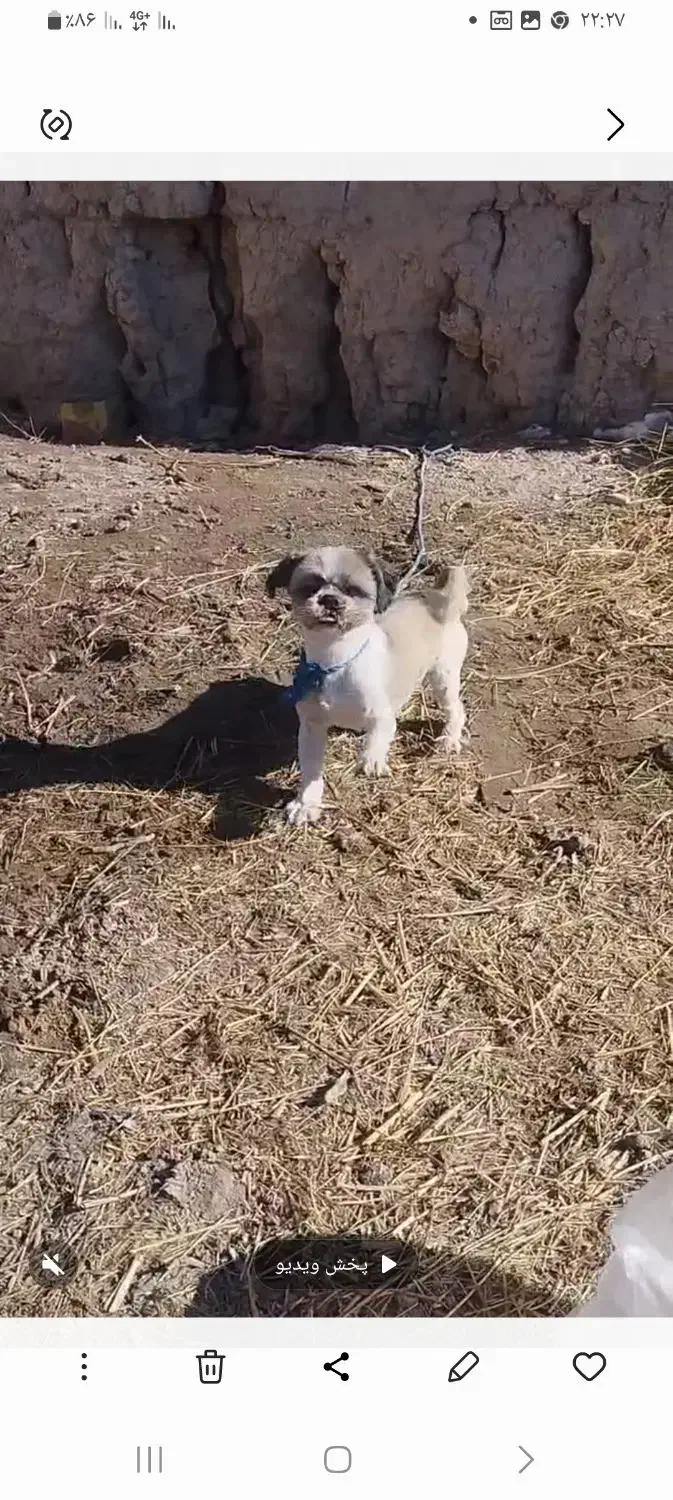 سگ شیتزو|سگ|چناران, |دیوار