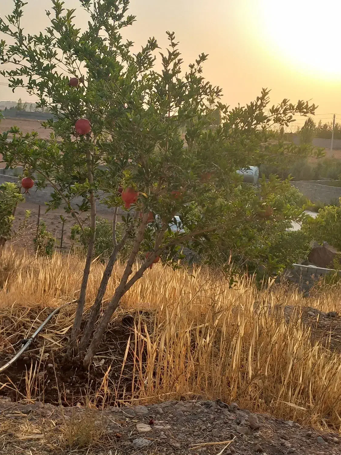 فروش باغچه|فروش زمین و ملک کلنگی|هشتگرد, اردهه|دیوار