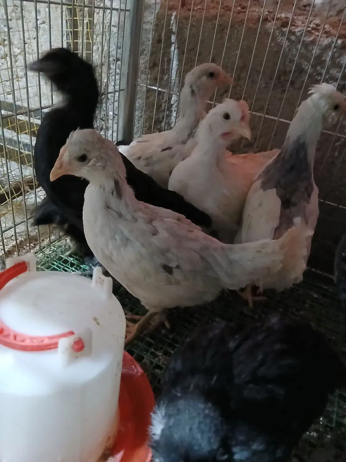 جوجه گلین تک تاج یکماهه واکسینه ۱۵ روزه چهل تاج|حیوانات مزرعه|خمینی‌شهر, |دیوار