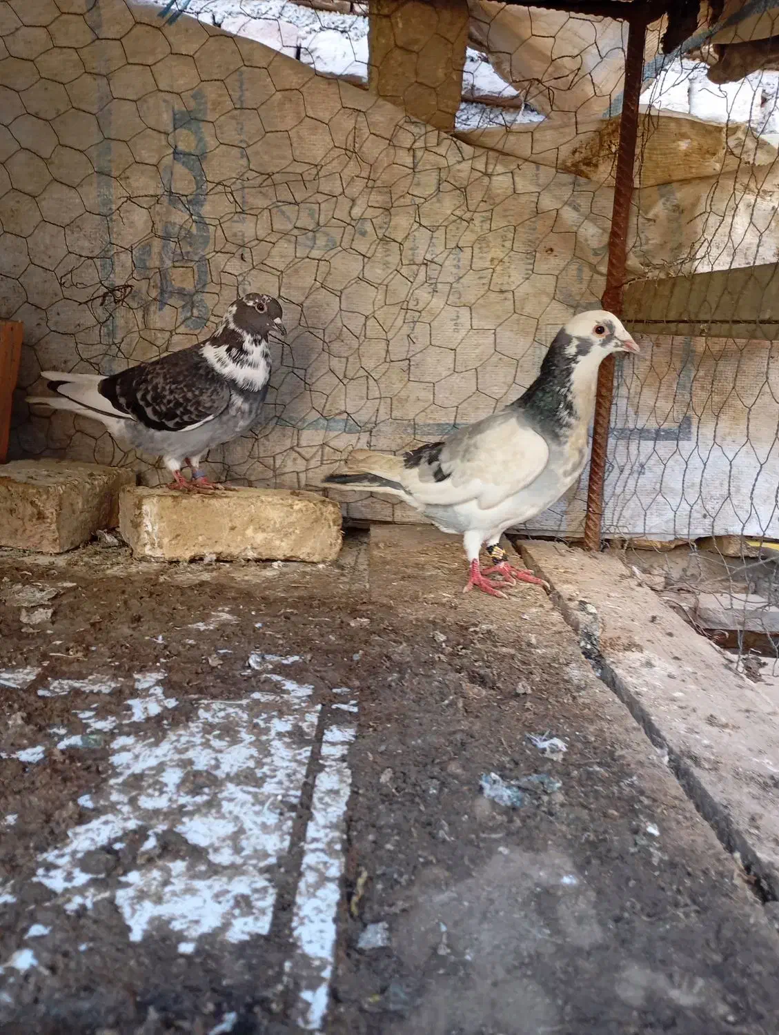 کفتر|پرنده|خان ببین, |دیوار