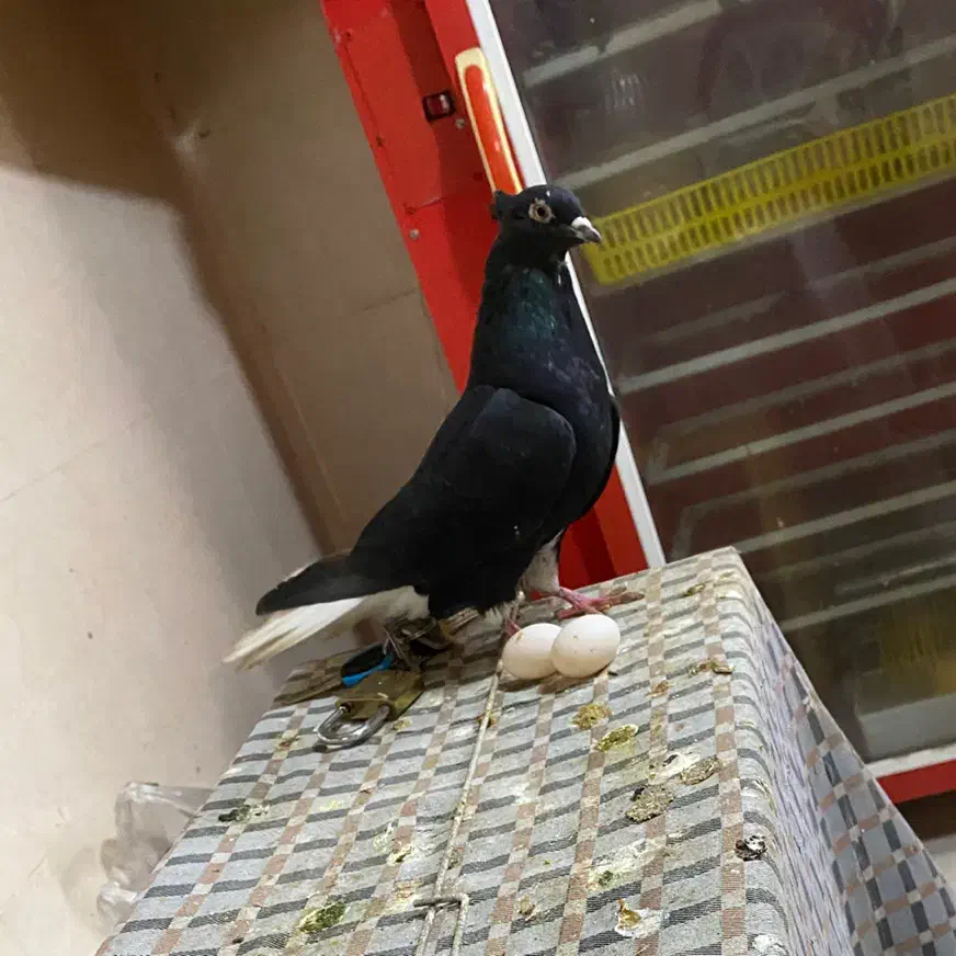 زیل دم سفید معاوضه|حراج|تاکستان, |دیوار