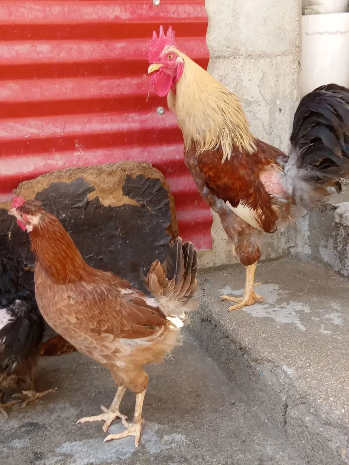 مرغ  چاق وچله|حیوانات مزرعه|برازجان, |دیوار