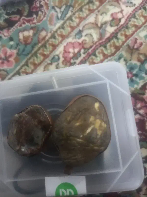 زوعیه|کلکسیون اشیاء عتیقه|زاهدان, |دیوار