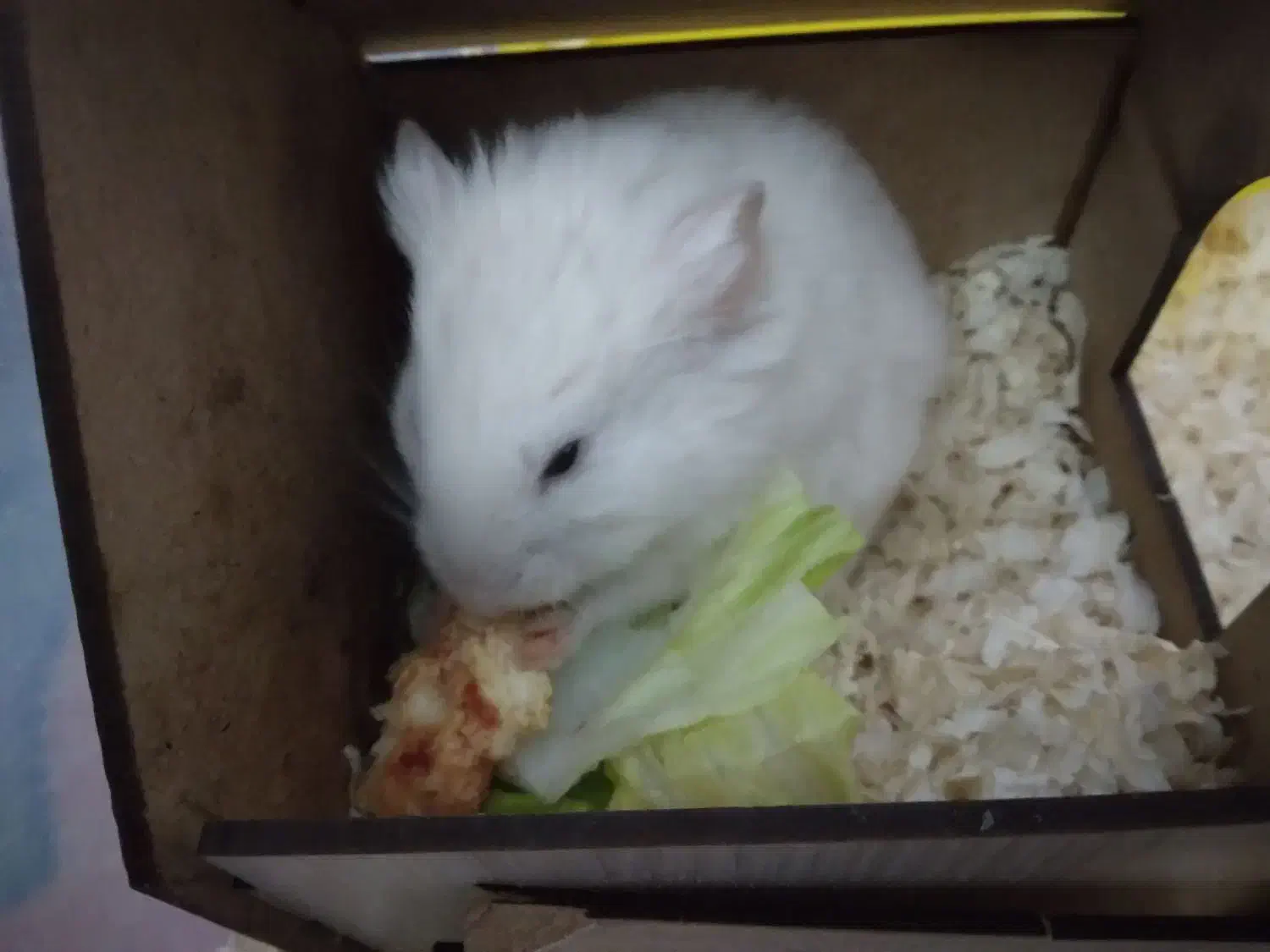 همستر سوری|موش و خرگوش|قم, پردیسان|دیوار