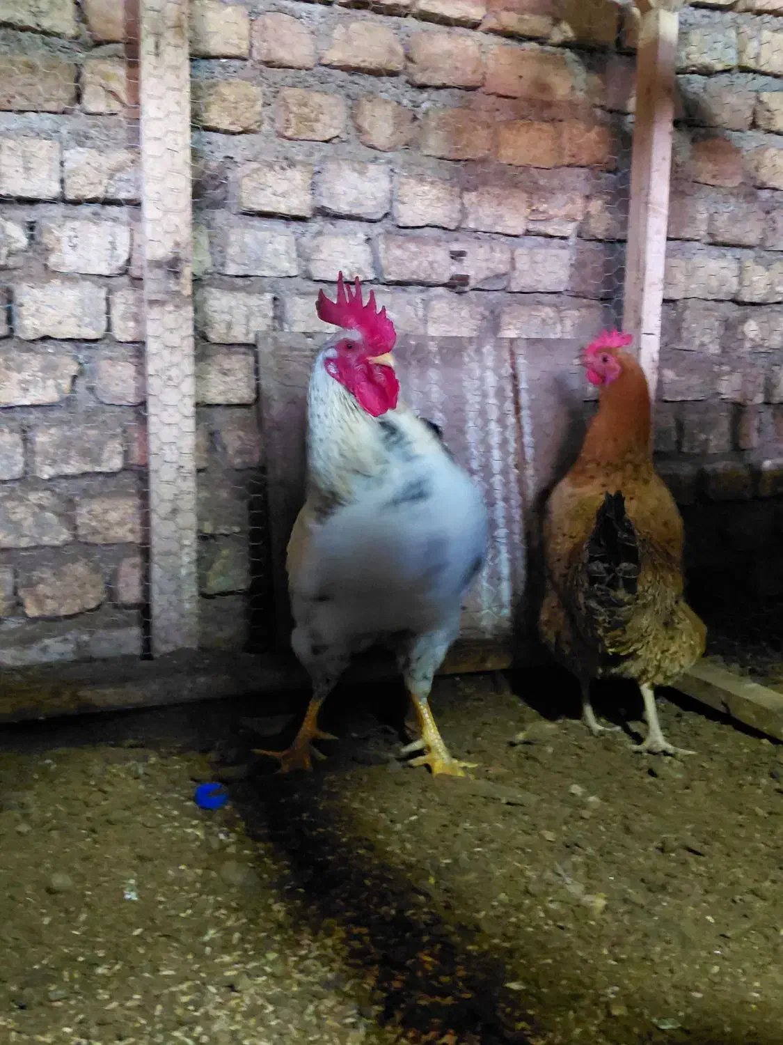 لاری‌م|حیوانات مزرعه|مزرعه کتول, |دیوار