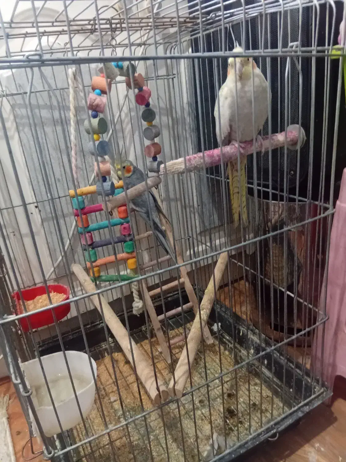 دوعدد عروس هلندی|پرنده|کهن آباد, |دیوار