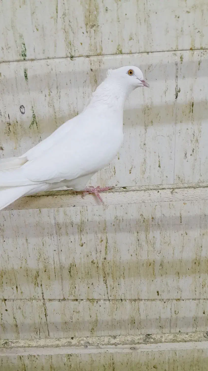 چشم زرد|پرنده|اراک, |دیوار