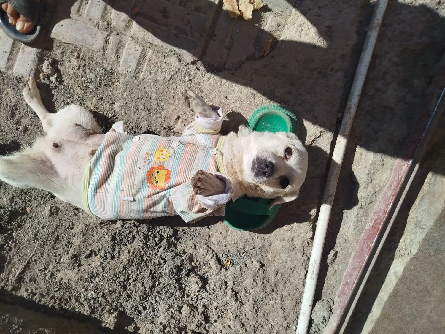 سگ پامر مهربون|سگ|ماهان, |دیوار