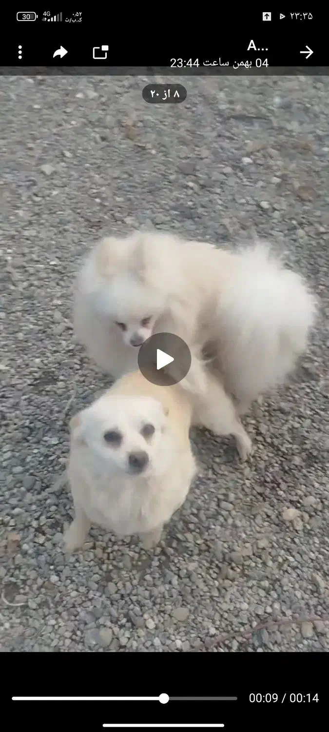 سگ گمشده|حیوانات|ارومیه, |دیوار