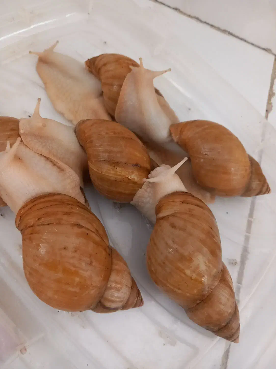 حلزون مولد تخم گزار|خزنده|کرج, کمالشهر|دیوار