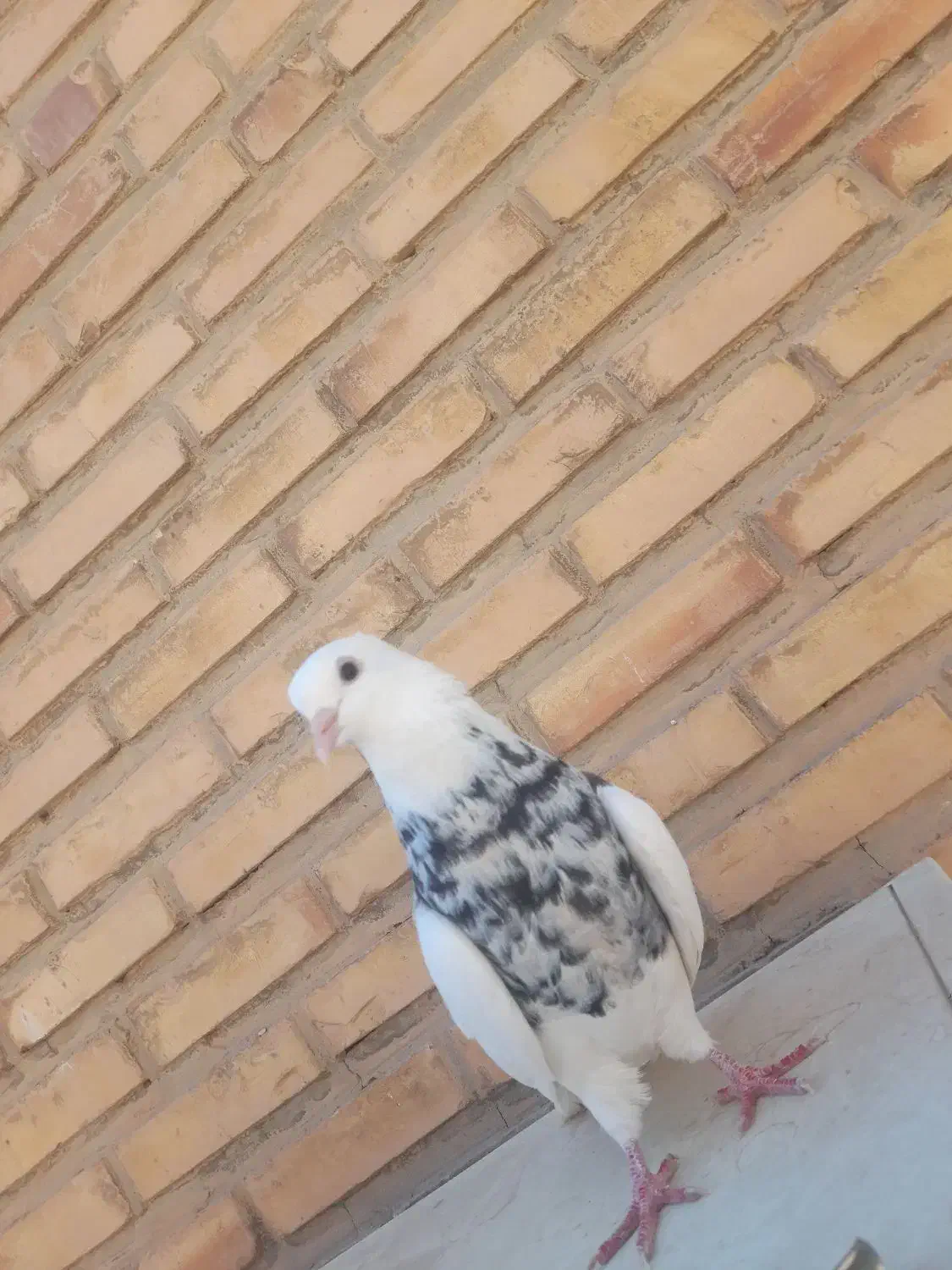 طوقی|پرنده|آغاجاری, |دیوار