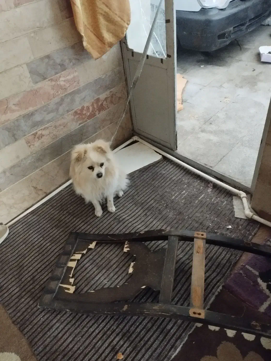 سگ اشمیت|سگ|کرمان, |دیوار