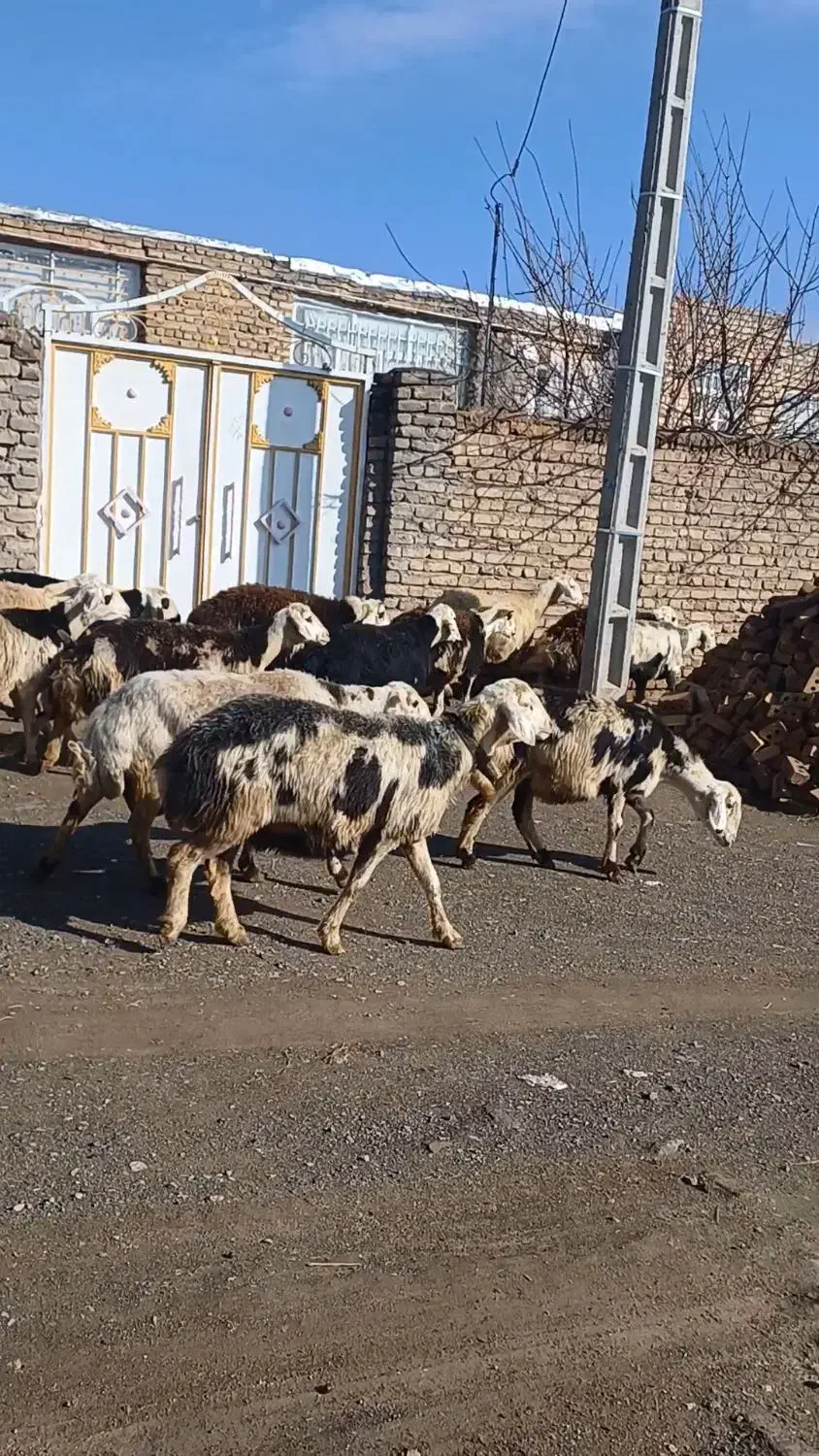 میش کله سفیدپلنگی|حیوانات مزرعه|زاوه, |دیوار