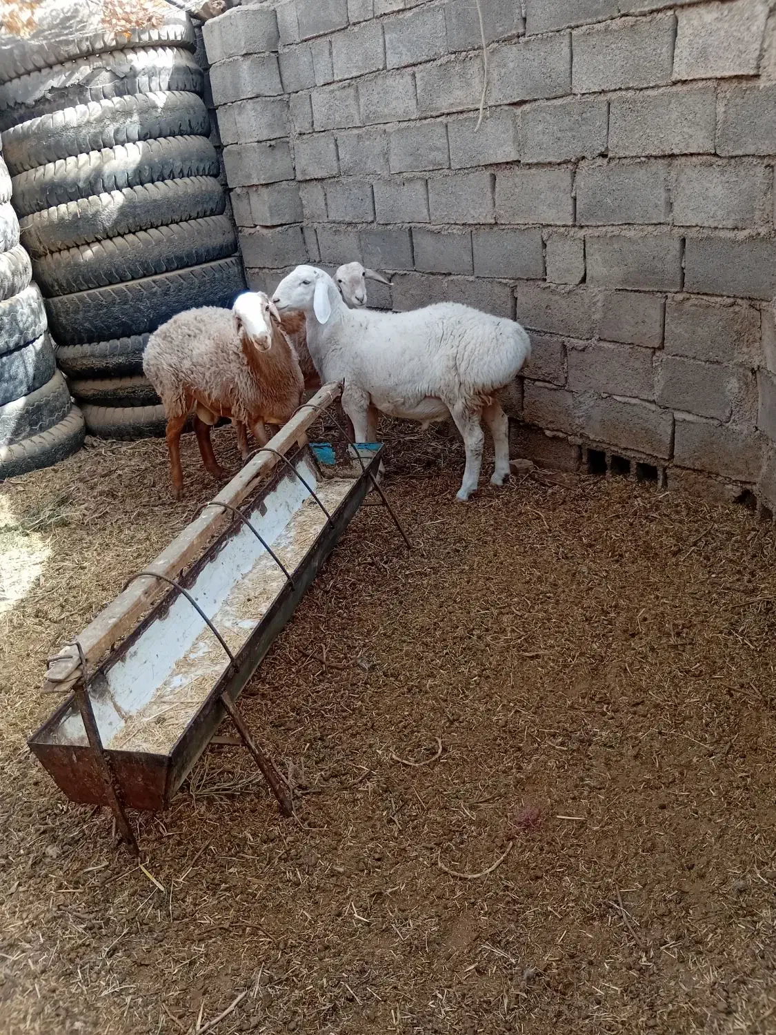 بره فروشی|حیوانات مزرعه|زیرکوه, |دیوار