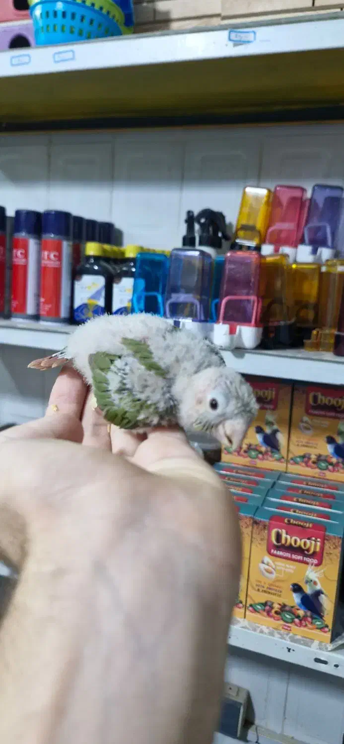 گرینچیک طوطی راهب ردچیک سرلاکی و دونخور و نرم خور|پرنده|کرج, شاهین‌ویلا|دیوار