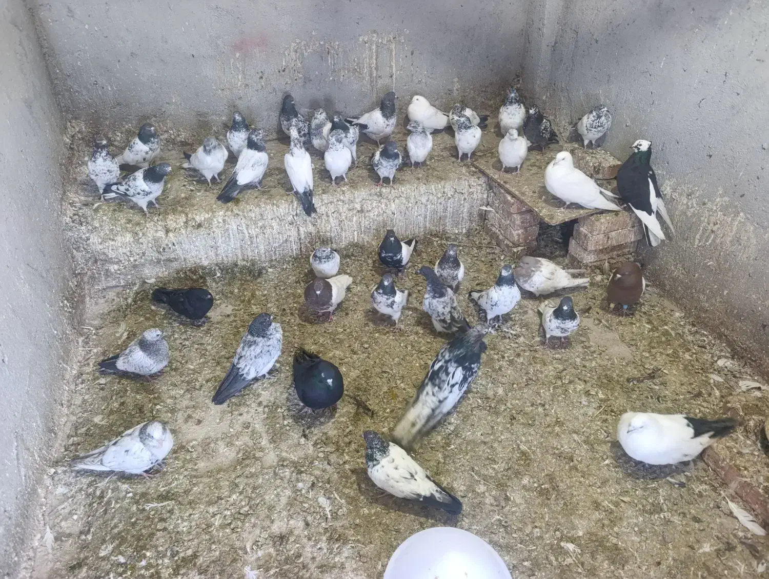 کبوتر بلند پرواز|پرنده|خسروشاه, |دیوار