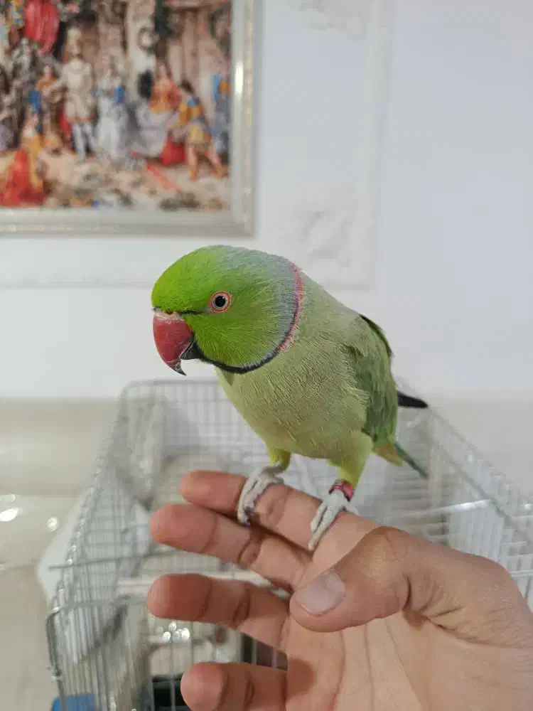 ملنگو|پرنده|ارومیه, |دیوار