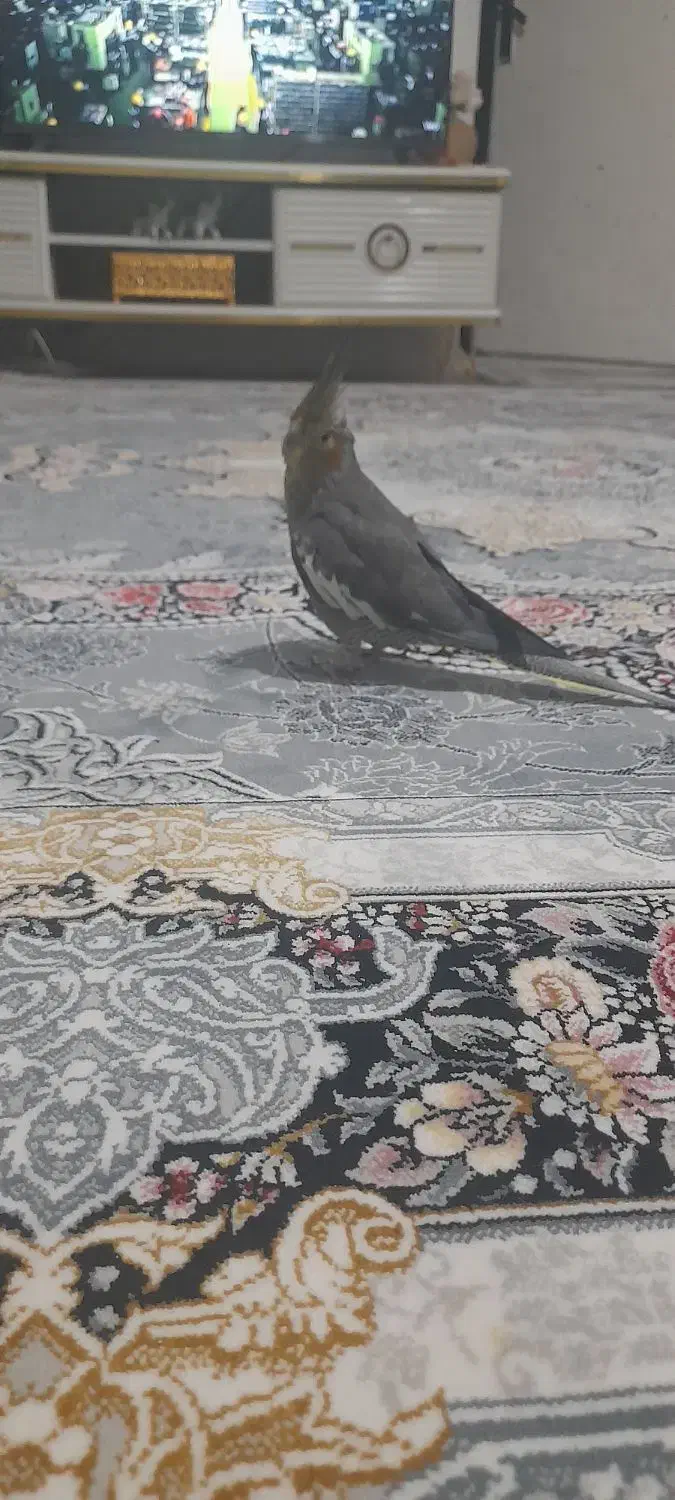 عروس هلندی|پرنده|بومهن, |دیوار