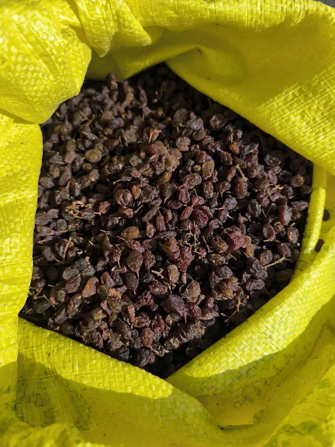 کشمش تیزآبی کشمش آفتابی گله کشمش پلویی مویز کشمش|خوردنی و آشامیدنی|مشهد, امیریه|دیوار