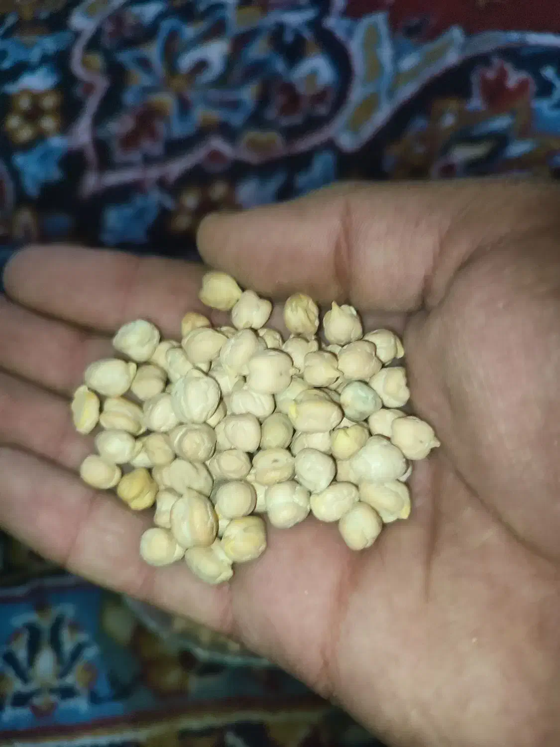 نخود|حراج|زرنه, |دیوار