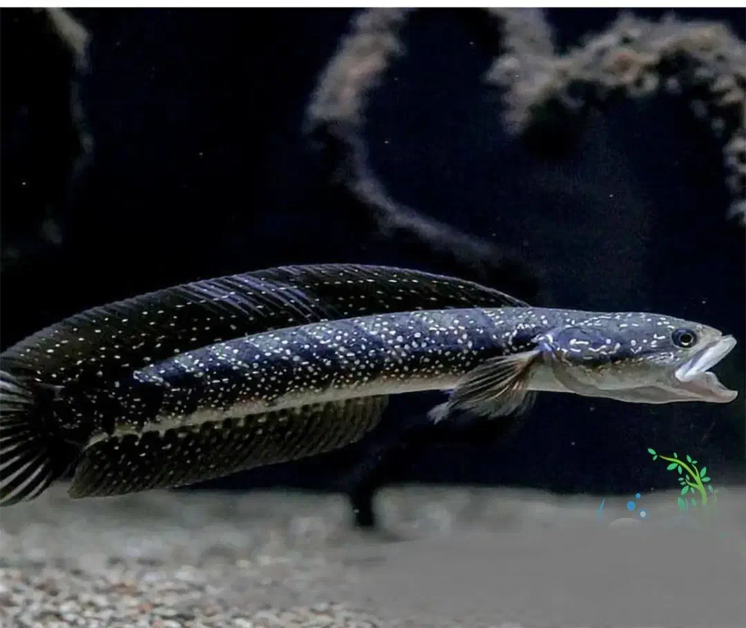 ماهیان وارداتی آرتاویل ماهی|ماهی|اردبیل, |دیوار