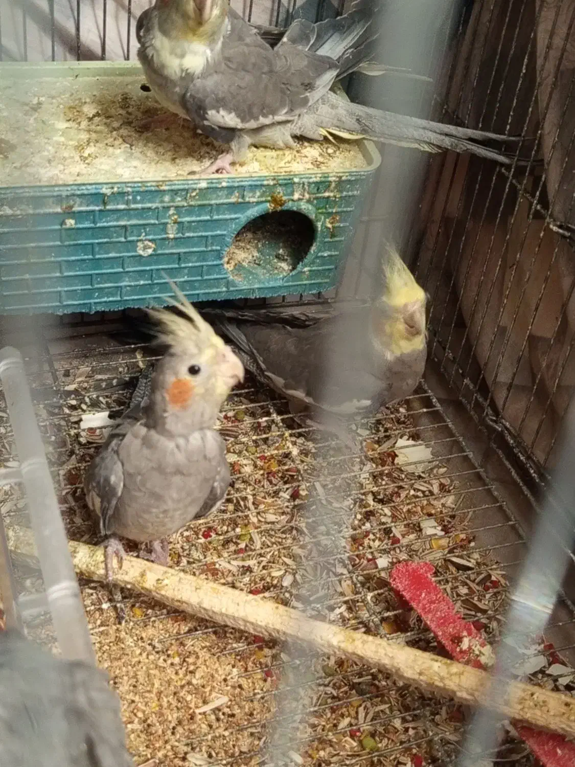 عروس هلندی|پرنده|ساوه, |دیوار