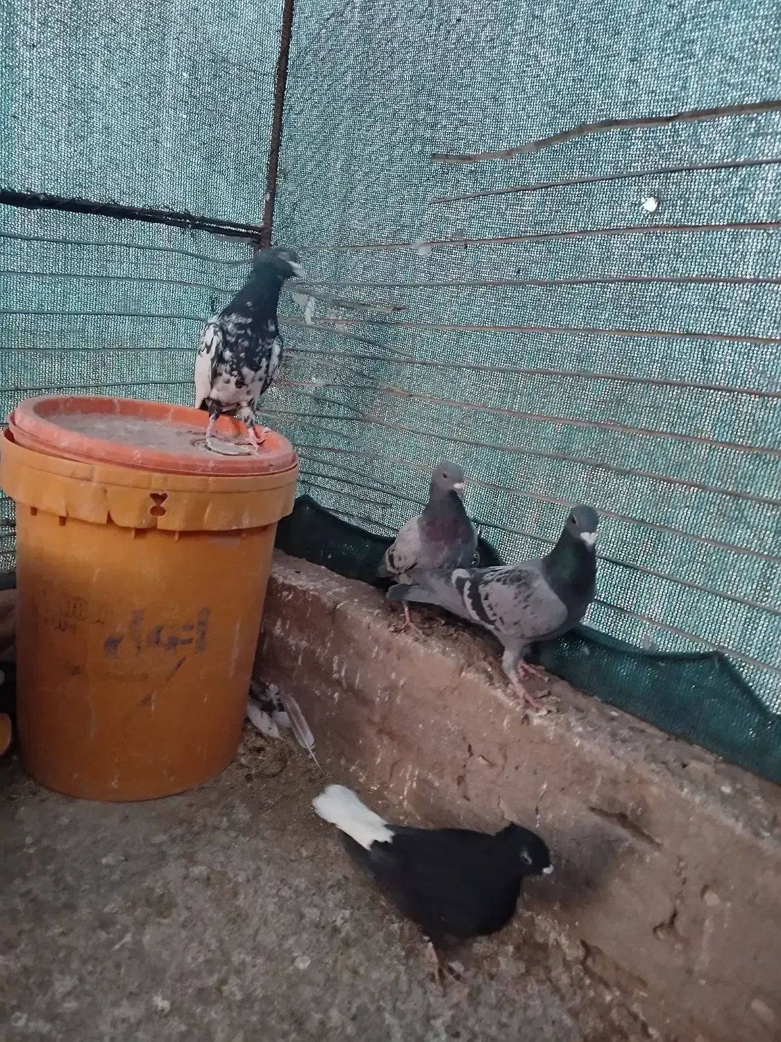 تعدادی کبوتر|پرنده|خوسف, |دیوار