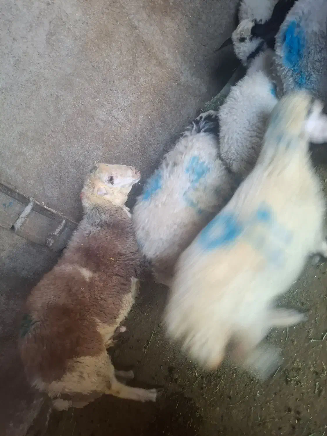 گوسفند زنده|حیوانات مزرعه|کرج, شهرک بنفشه|دیوار