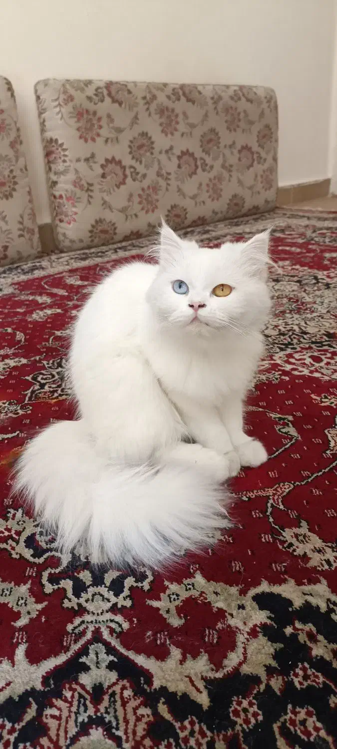 پرشین بسیار کم یاب چشم تا ب تا|گربه|اندیمشک, |دیوار