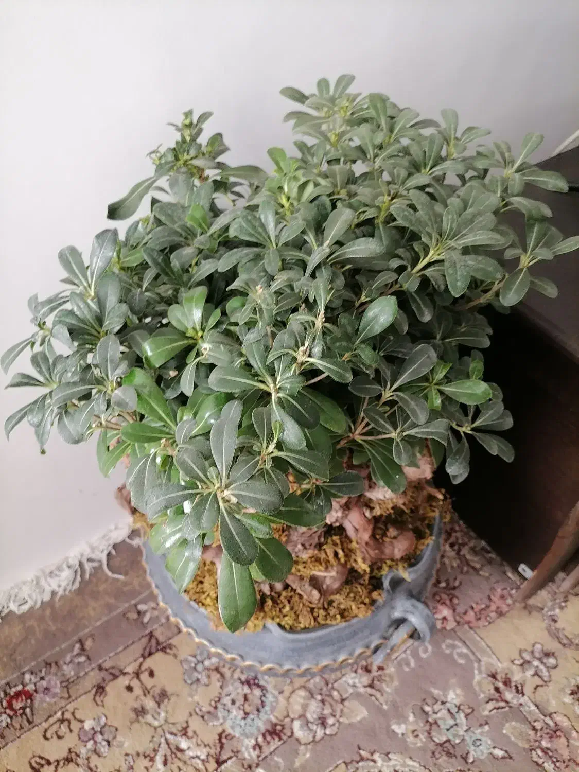 بونسای میخک|گل و گیاه طبیعی|مشهد, کوی دروی|دیوار