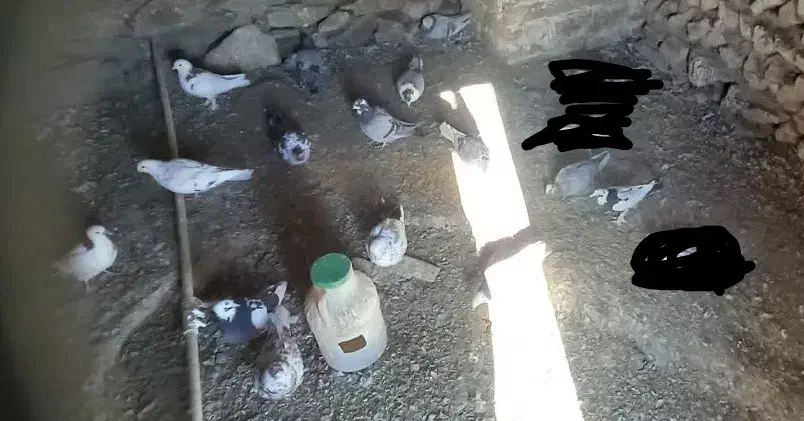 چند کبوترماده ونر وجفت|پرنده|بوئین و میاندشت, |دیوار