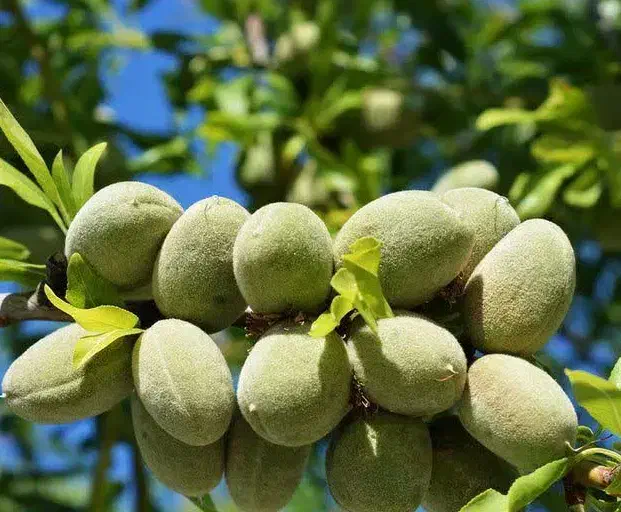 تولید و فروش نهال بادام مامایی|خدمات باغبانی و درختکاری|شاهین دژ, |دیوار