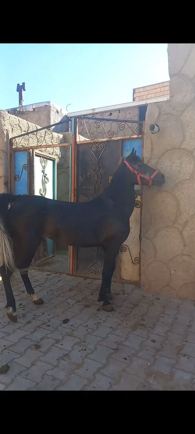 مادیان کرد نوه کامران قدیری دوسر تعید|اسب و تجهیزات اسبسواری|تبریز, |دیوار