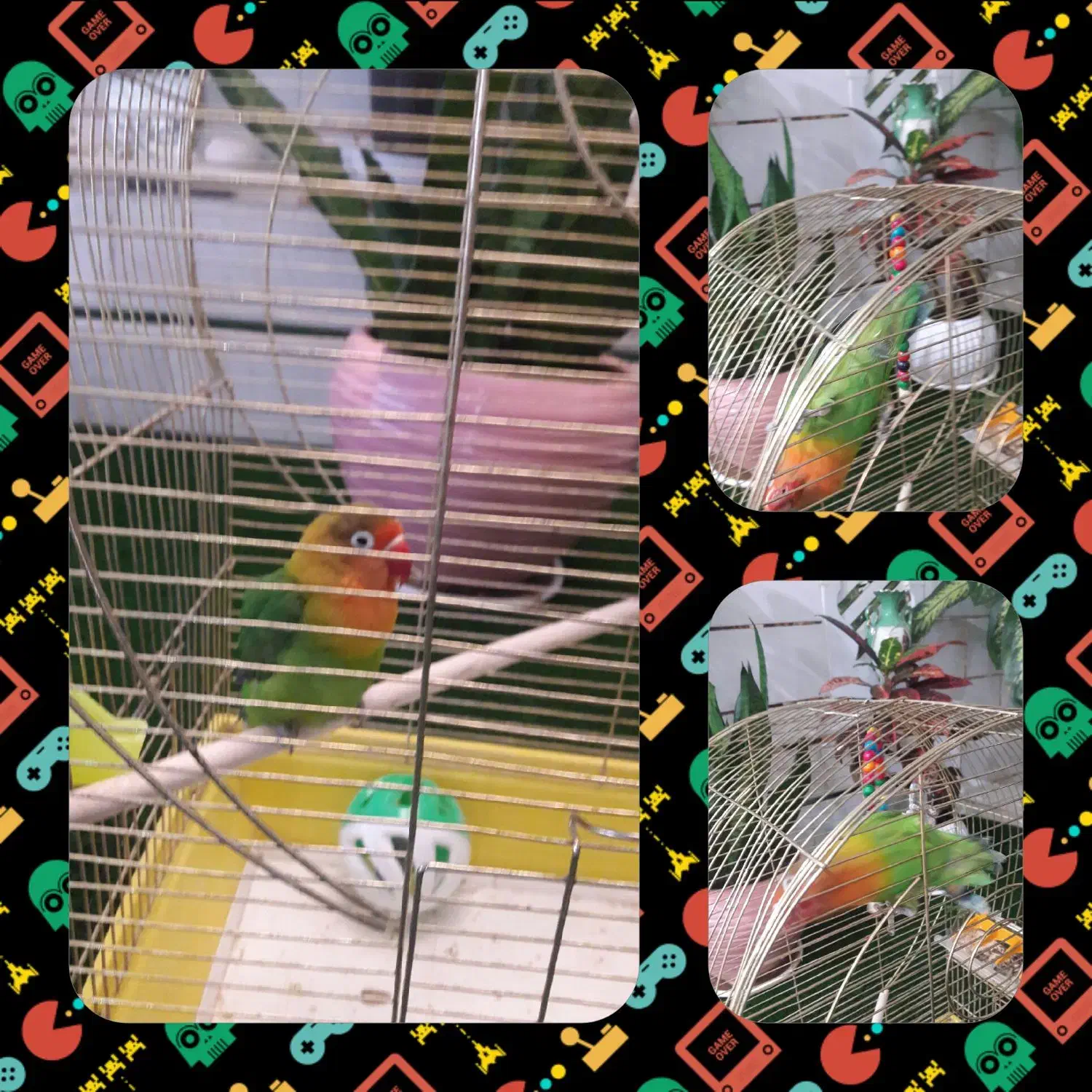 کوتوله برزیلی جفت|پرنده|خمینی‌شهر, |دیوار