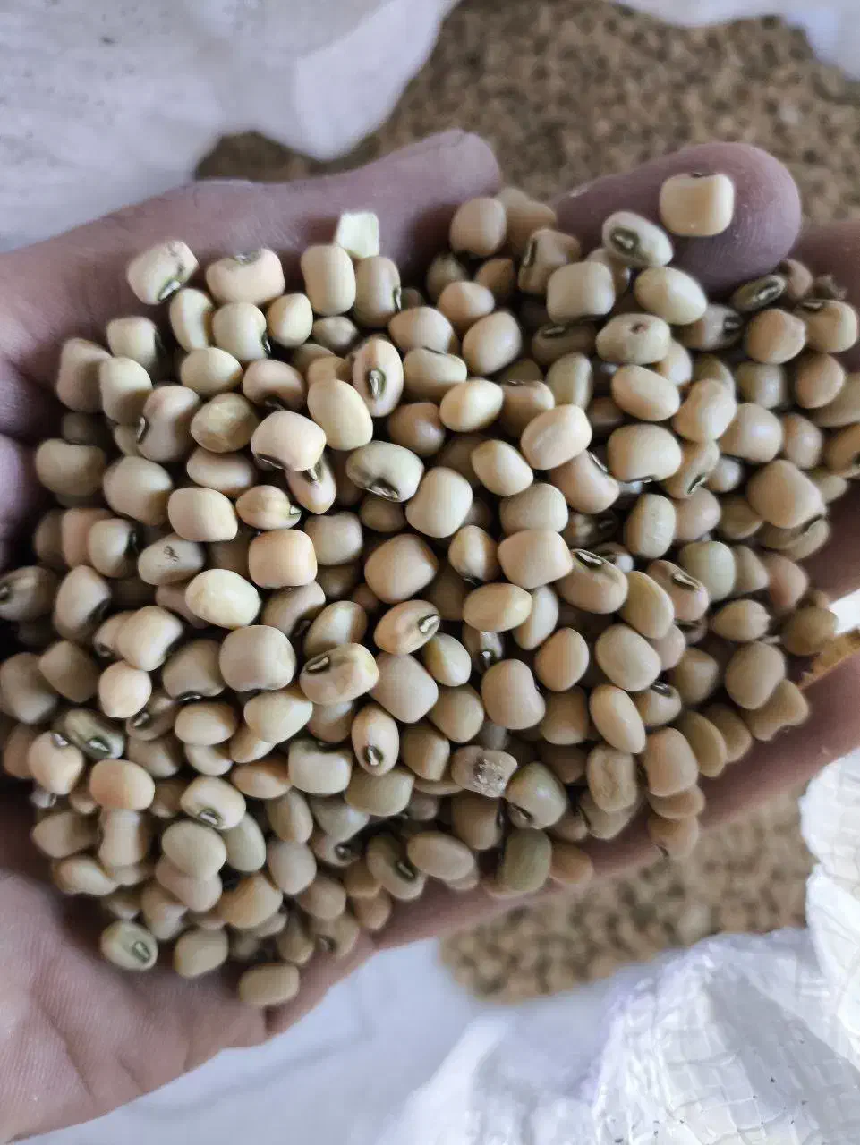 لوبیام چشم بلبلی و ترکمنی(گندمی)|خوردنی و آشامیدنی|فراغی, |دیوار