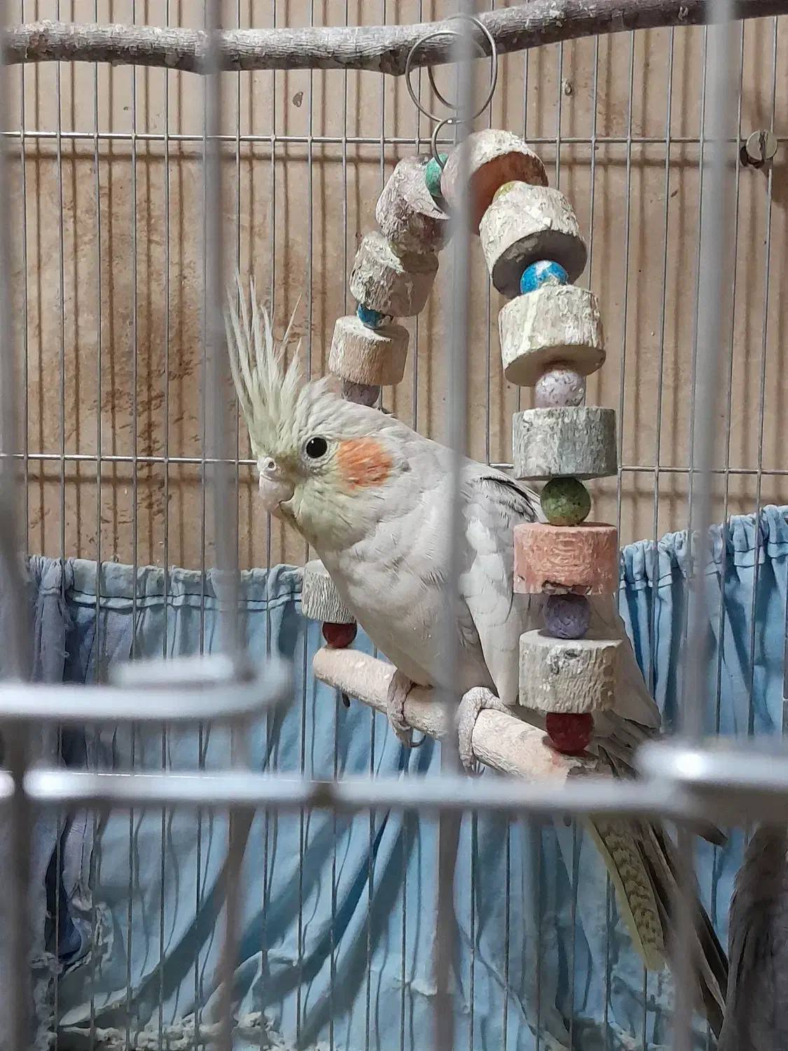 عروس هلندی|پرنده|مشهد, احمدآباد|دیوار